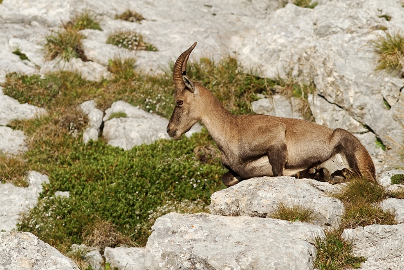 IMG_7042_PF.jpg - Bouquetin - Pas de l'Oeille