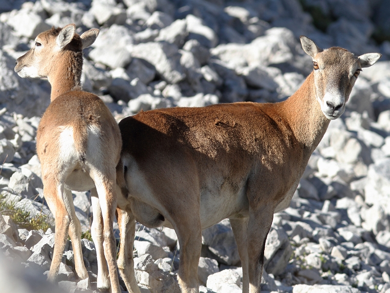 IMG_7201.JPG - Mouflon de Corse - Clot d'Aspres