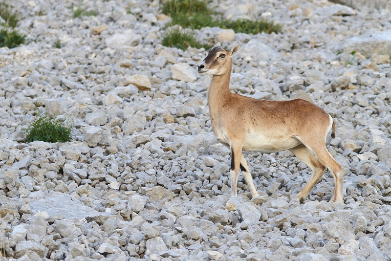 IMG_7303.JPG - Mouflon de Corse - Clot d'Aspres