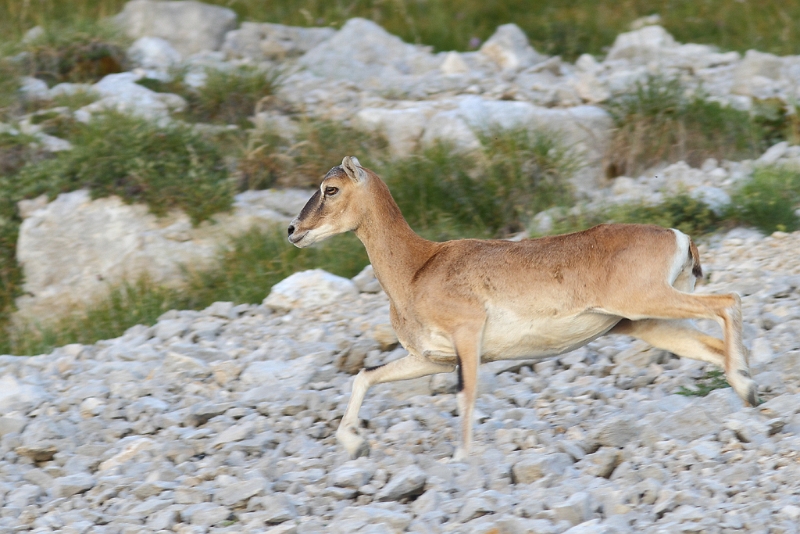 IMG_7358.JPG - Mouflon de Corse - Clot d'Aspres