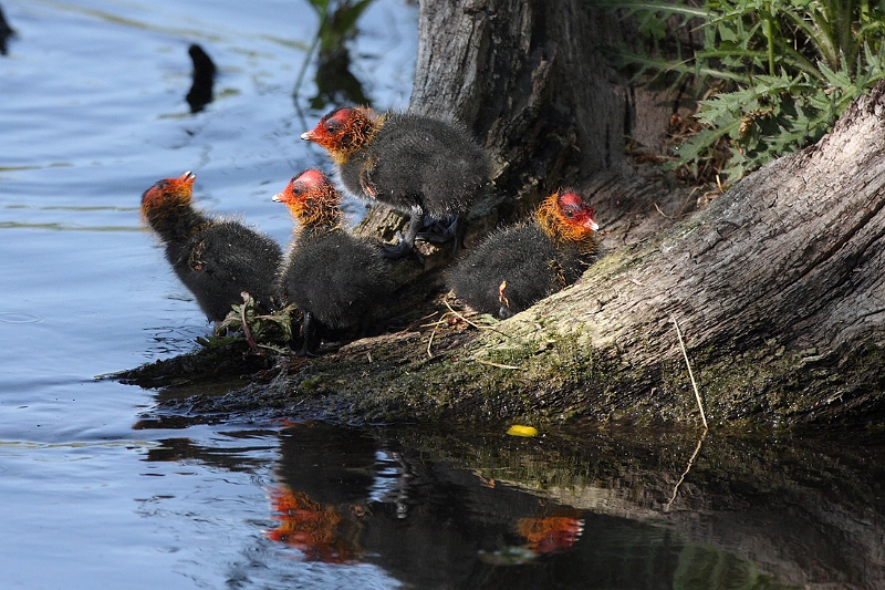 IMG_0157.JPG - Foulque macroule (juv), Etang aux Moines