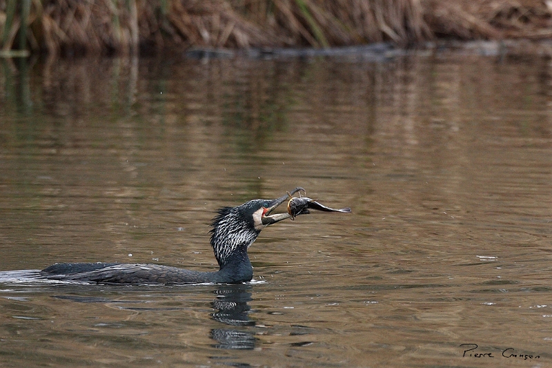 IMG_9001.JPG - Grand Cormoran (nuptial, nicheur), Obs. de l'étang aux Pointes