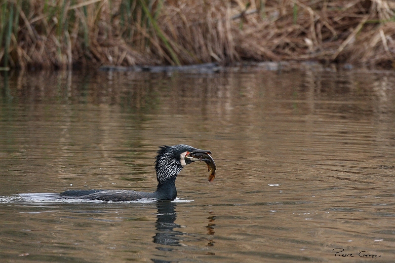 IMG_9003.JPG - Grand Cormoran (nuptial, nicheur), Obs. de l'étang aux Pointes