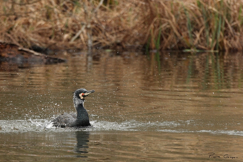 IMG_9065.JPG - Grand Cormoran (nuptial, nicheur), Obs. de l'étang aux Pointes
