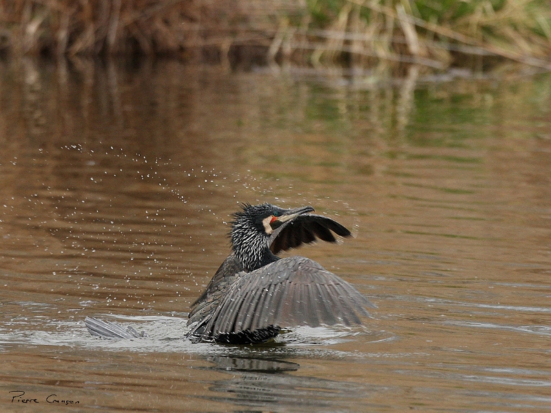 IMG_9074.JPG - Grand Cormoran (nuptial, nicheur), Obs. de l'étang aux Pointes