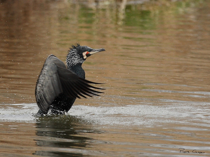IMG_9075.JPG - Grand Cormoran (nuptial, nicheur), Obs. de l'étang aux Pointes