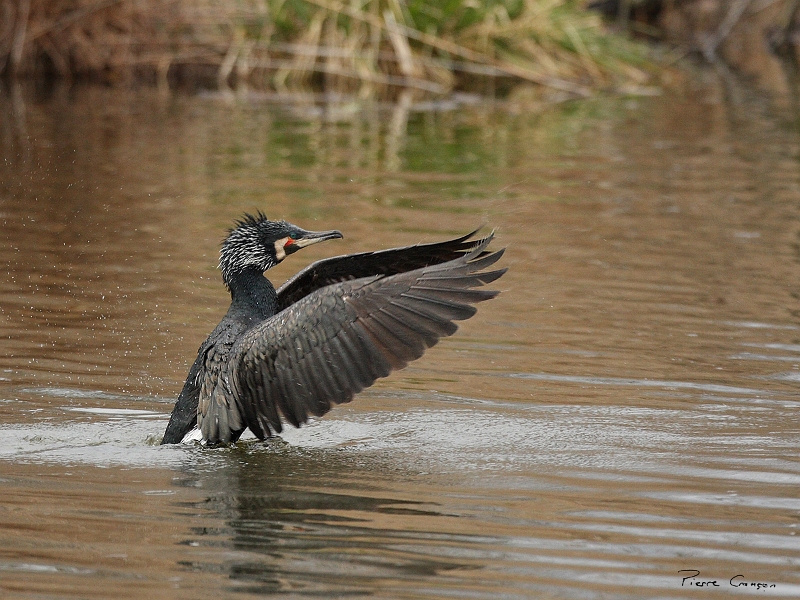 IMG_9076.JPG - Grand Cormoran (nuptial, nicheur), Obs. de l'étang aux Pointes