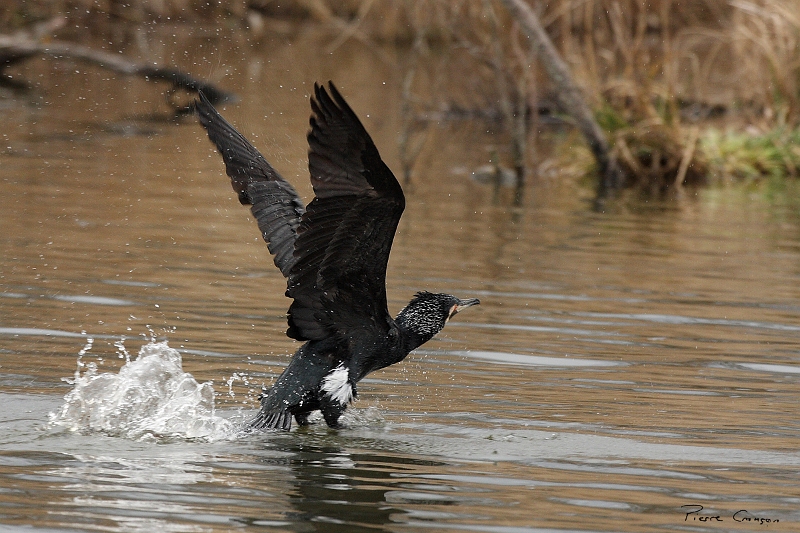 IMG_9081.JPG - Grand Cormoran (nuptial, nicheur), Obs. de l'étang aux Pointes