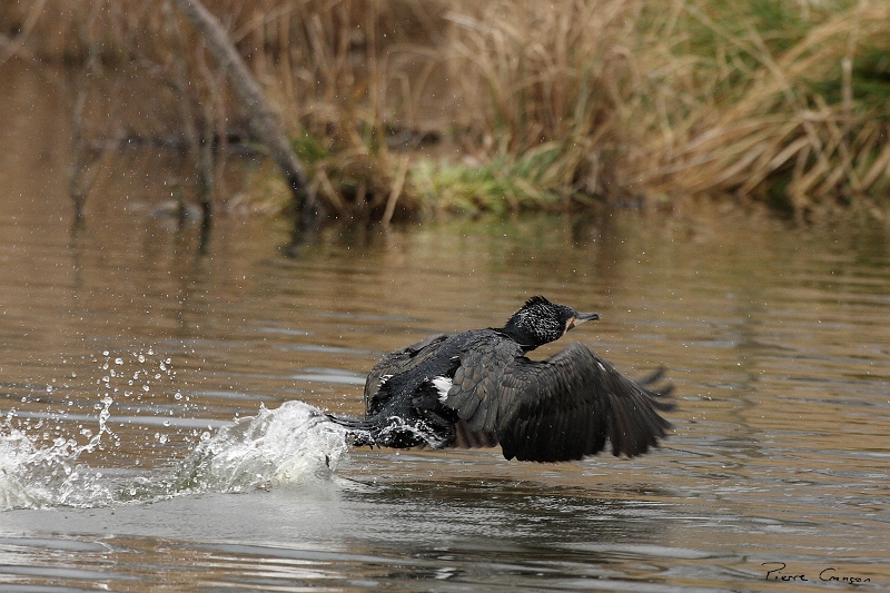 IMG_9083.JPG - Grand Cormoran (nuptial, nicheur), Obs. de l'étang aux Pointes