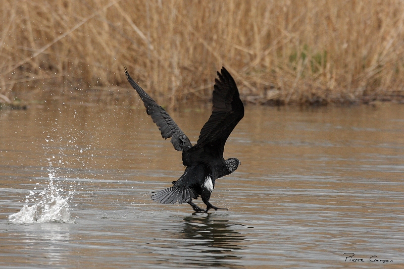 IMG_9092.JPG - Grand Cormoran (nuptial, nicheur), Obs. de l'étang aux Pointes