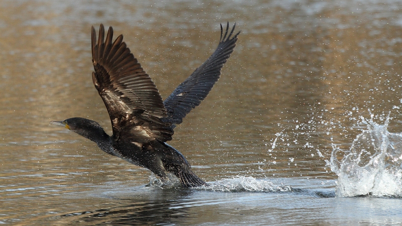 IMG_2972.JPG - Grand Cormoran