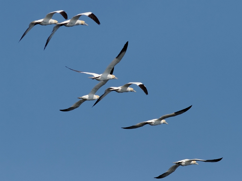 IMG_9437b_PF.jpg - Ile Bonaventure : Fous de Bassan