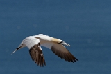 IMG_0613_PF