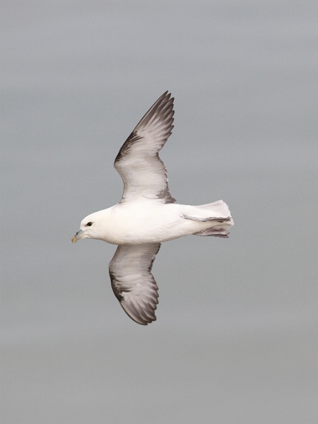 IMG_5660_dpp.JPG - Fulmar boreal en vol