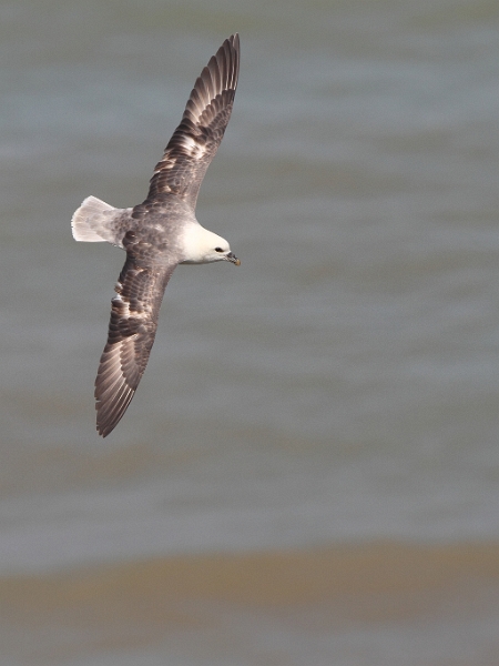 IMG_5988_dpp.JPG - Fulmar boreal en vol