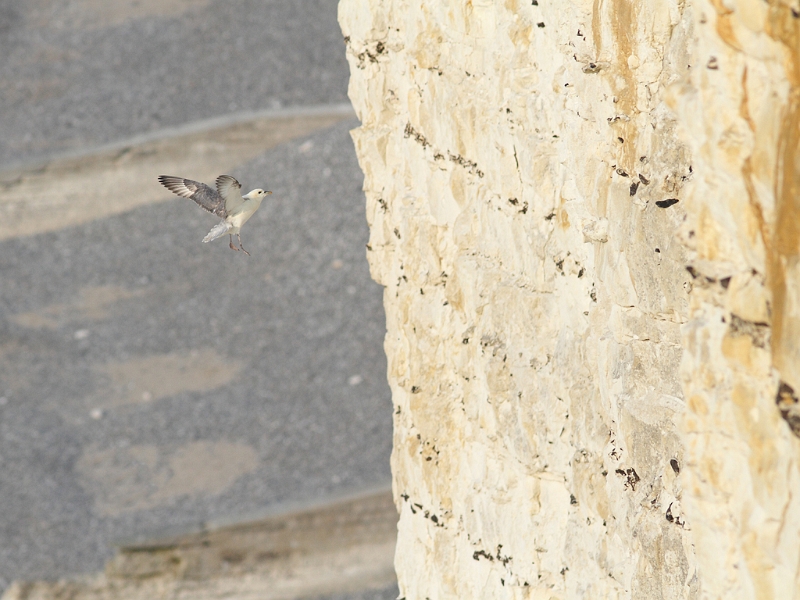 IMG_7119_dpp.JPG - Fulmar boreal en vol