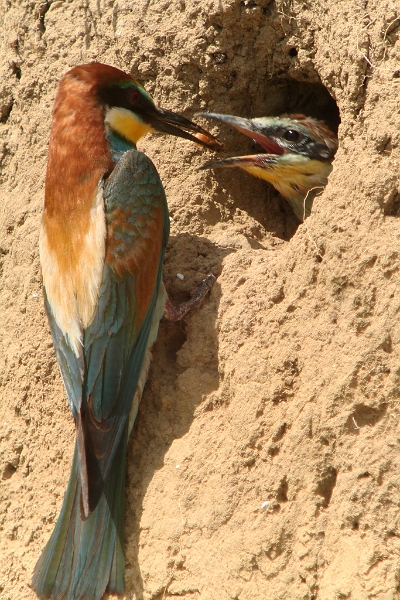 IMG_3340.JPG