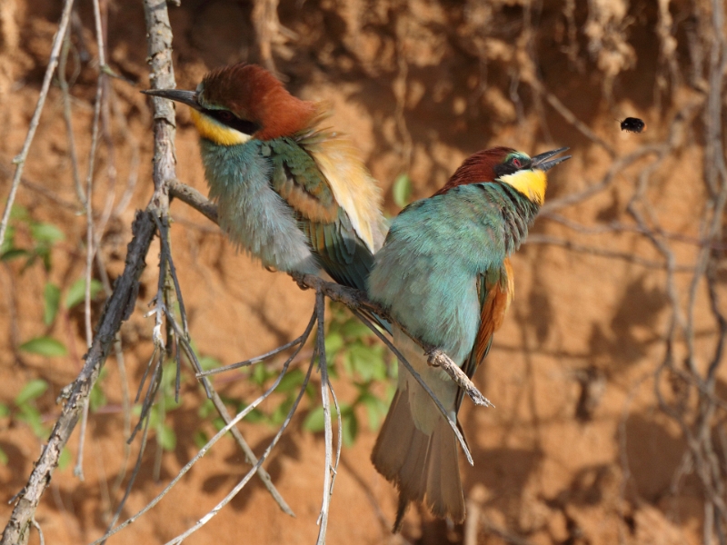 IMG_0779.JPG - Couple de guêpiers (male à D, reconnaissable à ses scapulaires plus rousses, va attraper un bourdon en vol)