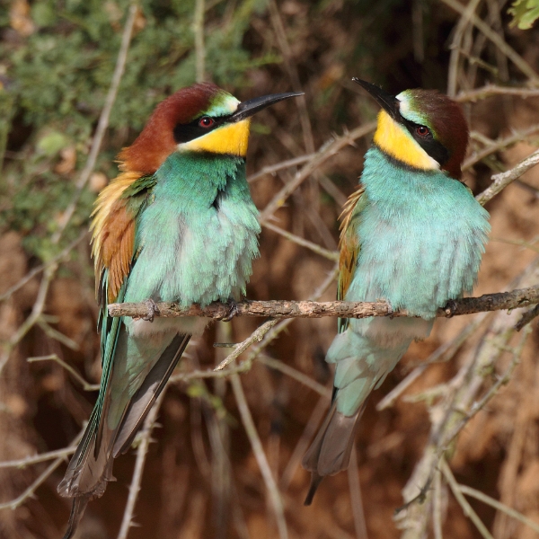 IMG_0800.JPG - Couple de guêpiers (male à G)