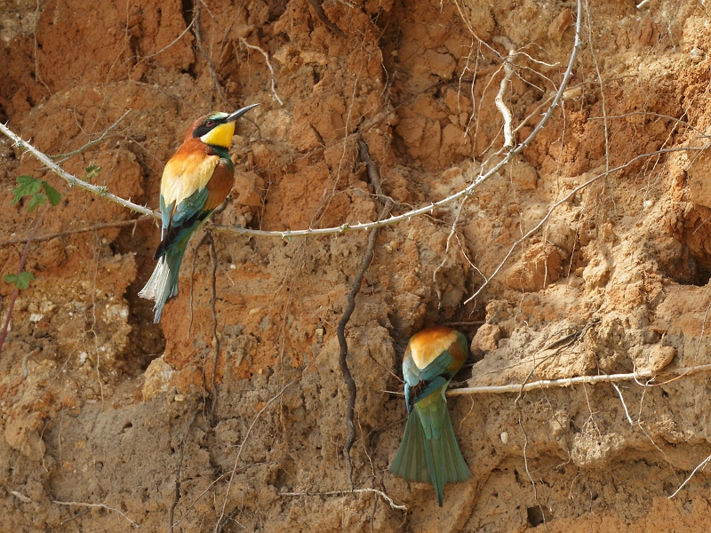 IMG_2089.JPG - Couple de guêpiers : le male au guet, la femelle creuse le nid