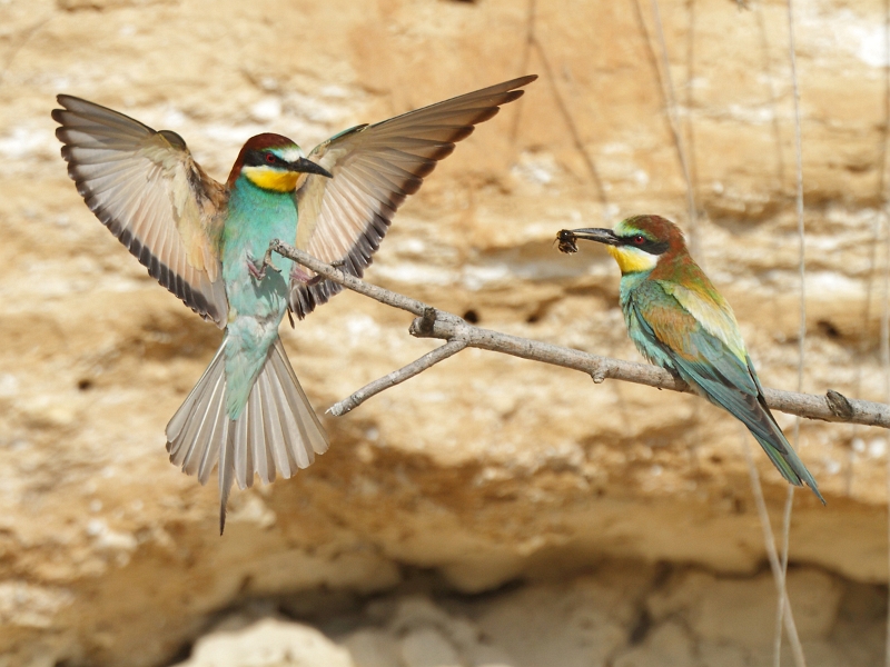 IMG_7438.JPG - Couple, nourrissage
