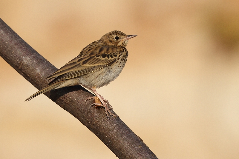 IMG_6580.JPG - Pipit des arbres