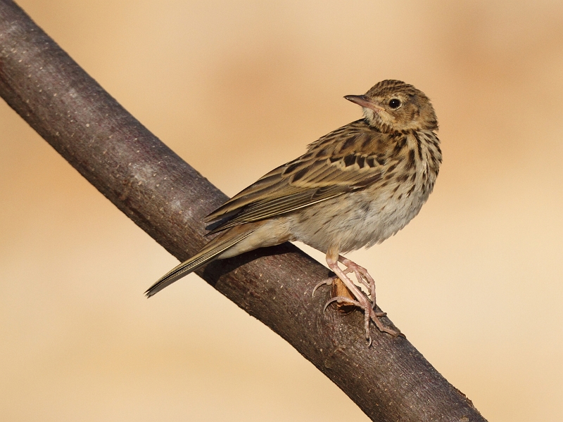 IMG_6581.JPG - Pipit des arbres
