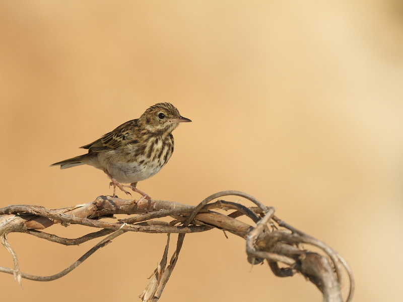 IMG_6701.JPG - Pipit des arbres