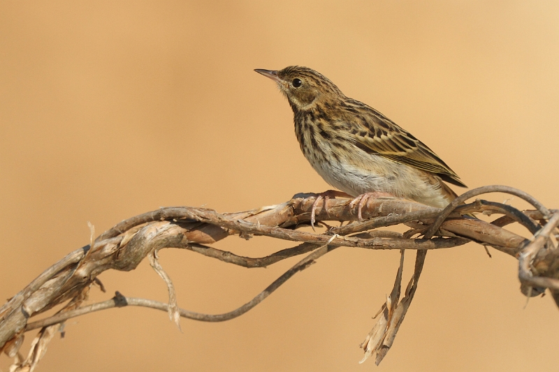 IMG_6703.JPG - Pipit des arbres