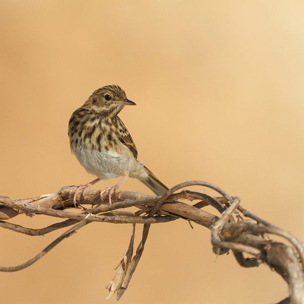 IMG_6709.JPG - Pipit des arbres
