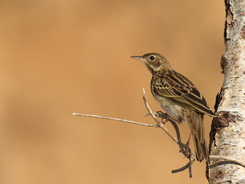 IMG_6715.JPG - Pipit des arbres