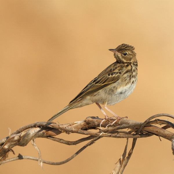 IMG_6722.JPG - Pipit des arbres
