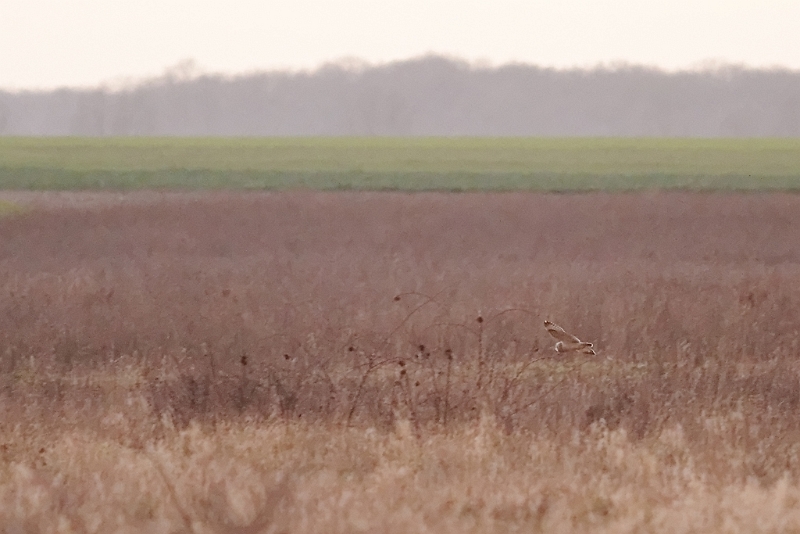 IMG_3428_PF.jpg - Hibou des marais, Chatonville, Sonchamp (78)