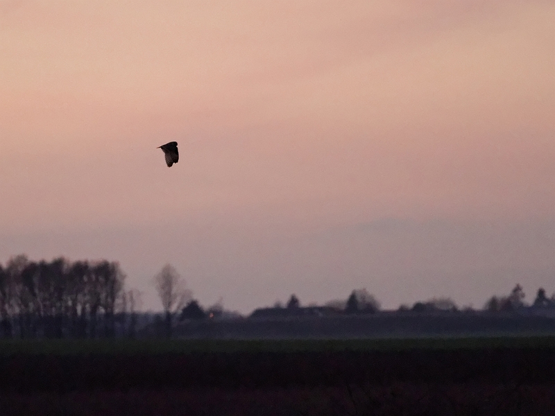IMG_3434_PF.jpg - Hibou des marais, Chatonville, Sonchamp (78)
