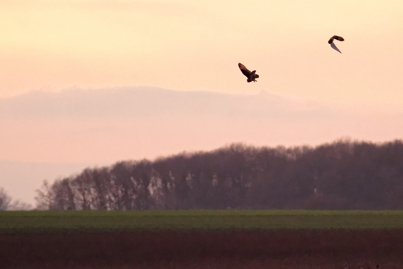 IMG_3438_PF.jpg - Hibou des marais, Chatonville, Sonchamp (78)