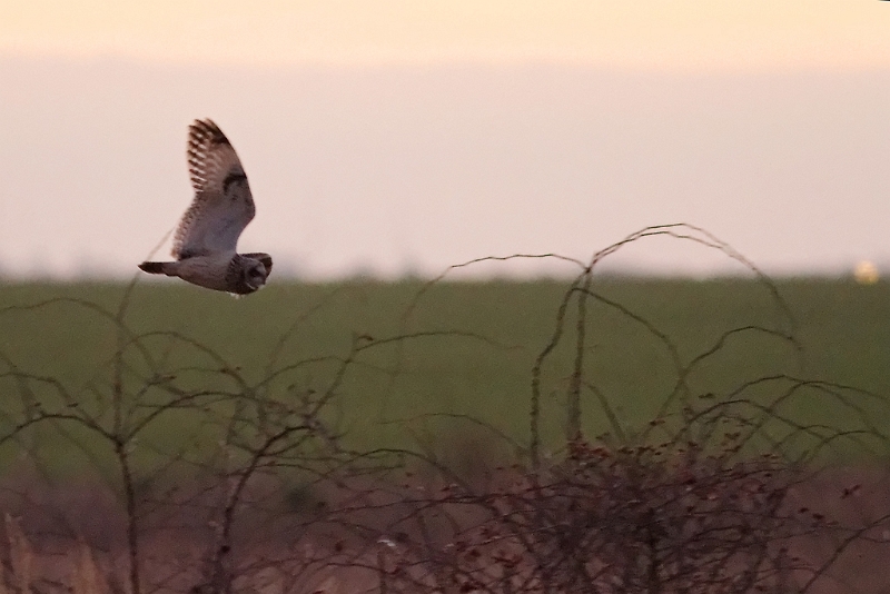 IMG_3446_PF.jpg - Hibou des marais, Chatonville, Sonchamp (78)