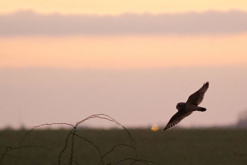 IMG_3468_PF.jpg - Hibou des marais, Chatonville, Sonchamp (78)