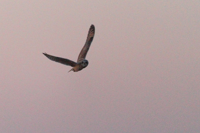 IMG_3848.JPG - Hibou des marais, Chatonville, Sonchamp (78)