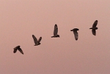 Vol-Hibou