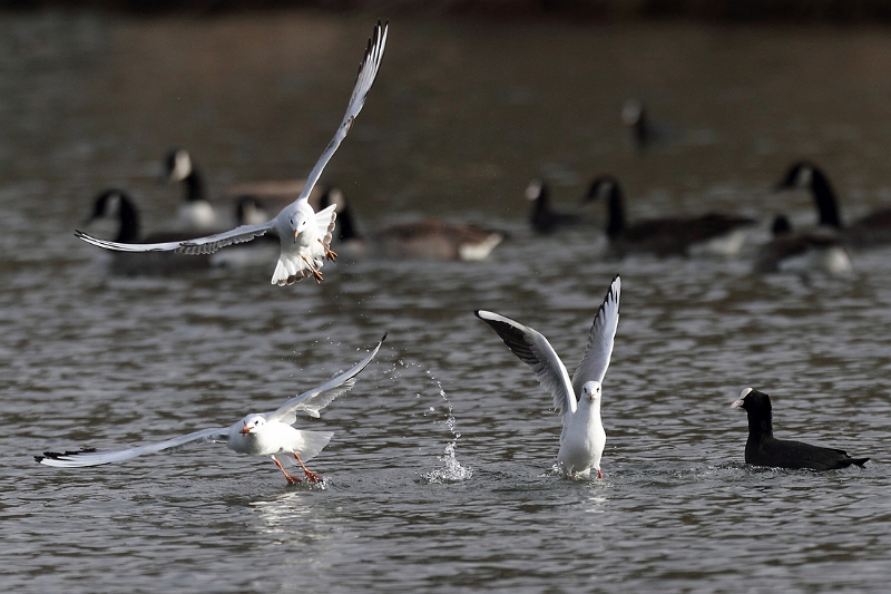 IMG_2980.JPG - Mouette rieuse, Foulque et Bernaches, Etangs Communaux, Vert-le-Petit (91)