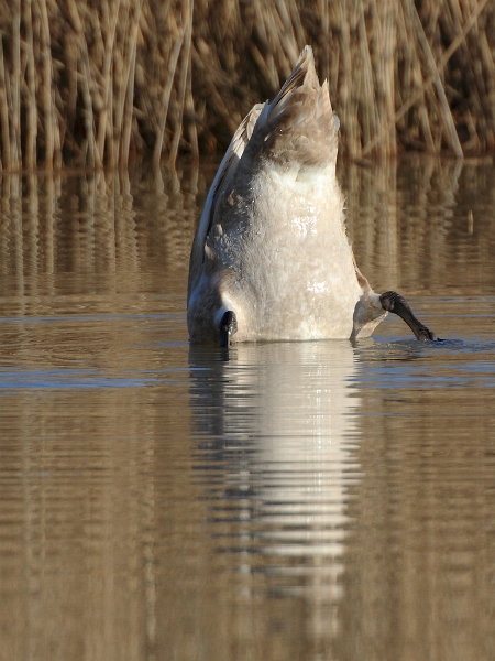 IMG_3220.JPG - Cygne tuberculé (juv.),  (Etangs de St Hubert), le Perray-en-Yvelines (78)