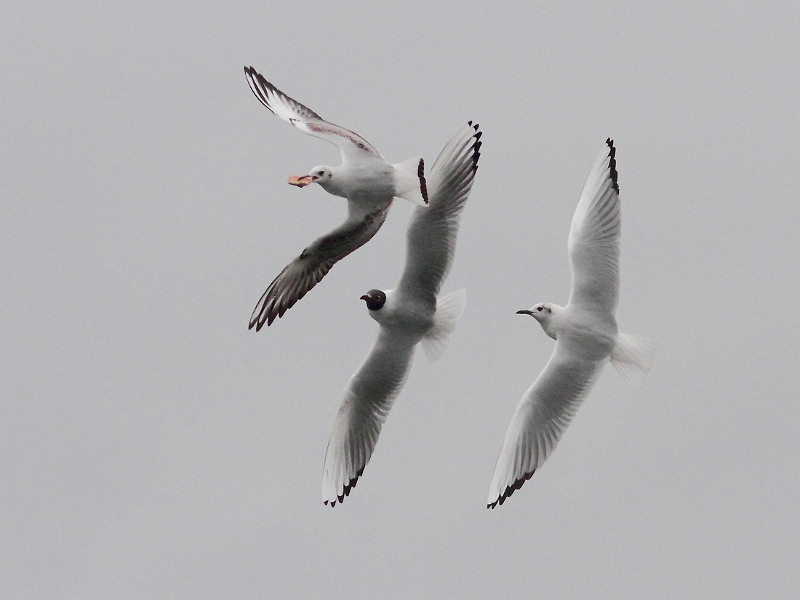 IMG_3684.JPG - Mouette rieuse, Etangs Communaux, Vert-le-Petit (91) (essais du 300/f avec converter x1.4)