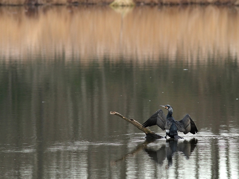 IMG_3918.JPG - Grand Cormoran, Etang des Gravelles, Marais de Misery (91)