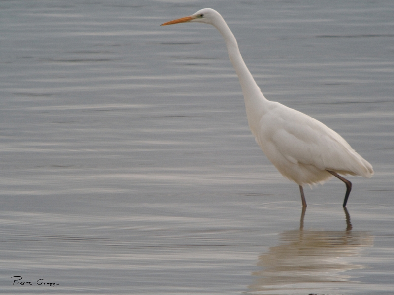 IMG_6789_.jpg - Grande aigrette - Lac du Der (secteur Giffaumont)