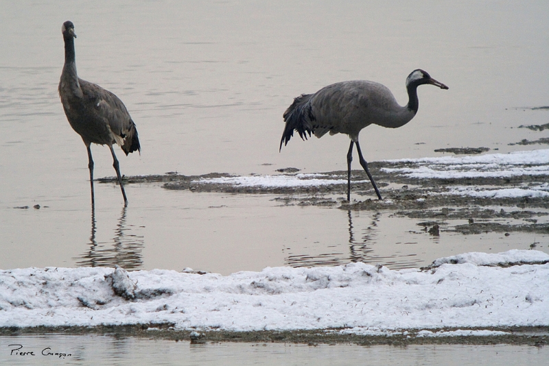 IMG_6865_.jpg - Grue cendrée - Lac du Der (secteur Chantecoq)