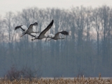 IMG_8179_