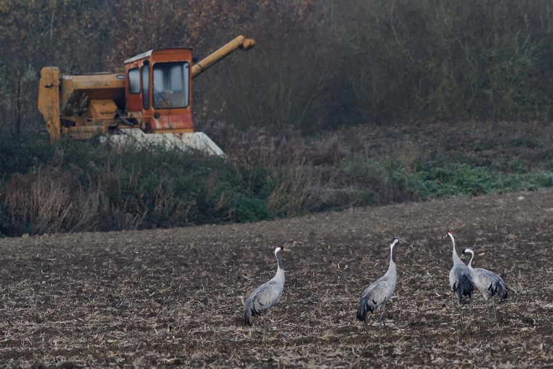 IMG_1655_PF.jpg - Grues cendrées, secteur Saint Rémy en Bouzemont