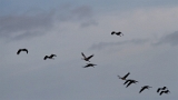 IMG_1668_PF