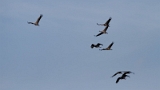 IMG_1670_PF
