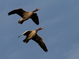 IMG_1686_PF